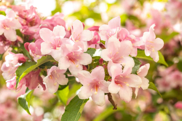 Krzewuszka All Summer Peach
