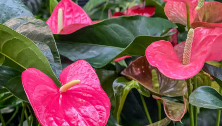 Anturium, czyli kwitnący ogon