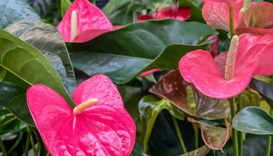 Anturium, czyli kwitnący ogon