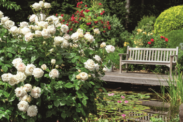 Jakie kwiaty do zacienionego i nasłonecznionego ogrodu?