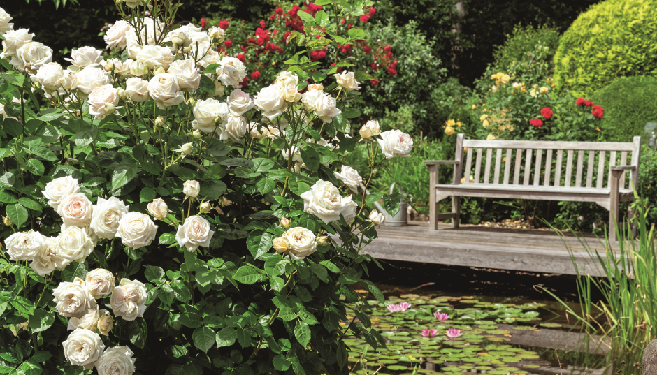 Jakie kwiaty do zacienionego i nasłonecznionego ogrodu?