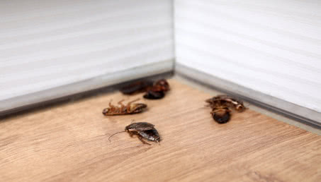Karaluchy w domu - brzmi strasznie? Oto sprawdzone sposoby na pozbycie się robaków
