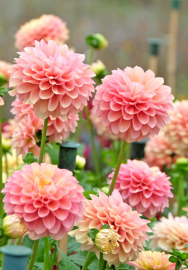 Dalia odmiana Great Silence