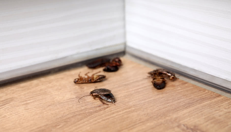 Karaluchy w domu - brzmi strasznie? Oto sprawdzone sposoby na pozbycie się robaków