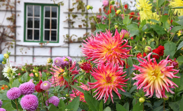 dalie na rabacie w ogrodzie