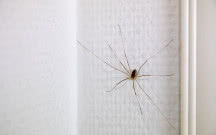 Koniec z plagą pająków w mieszkaniu. Ten zapach je odstraszy