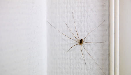 Koniec z plagą pająków w mieszkaniu. Ten zapach je odstraszy