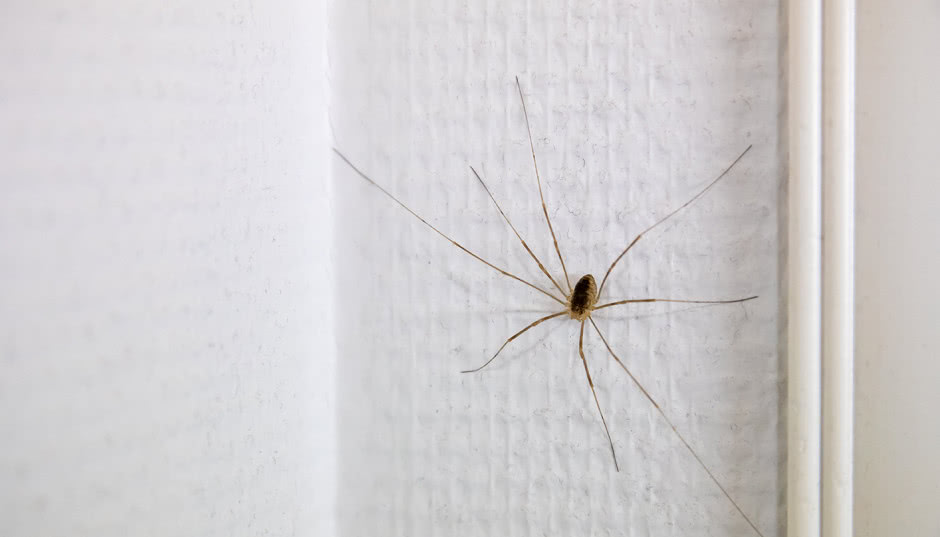 Koniec z plagą pająków w mieszkaniu. Ten zapach je odstraszy
