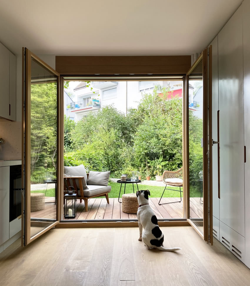 Ten niewielki, sprytny pies rasy Parsons Terrier...