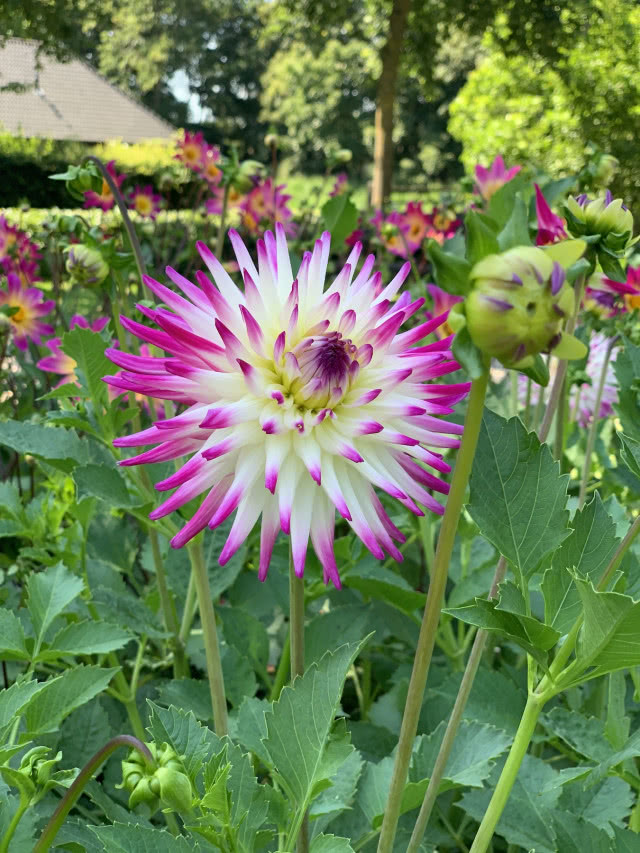 dalia kaktusowa biało-różowa