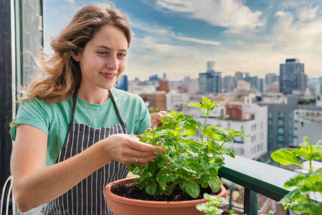 kobieta dotykająca mięty w doniczce na miejskim balkonie
