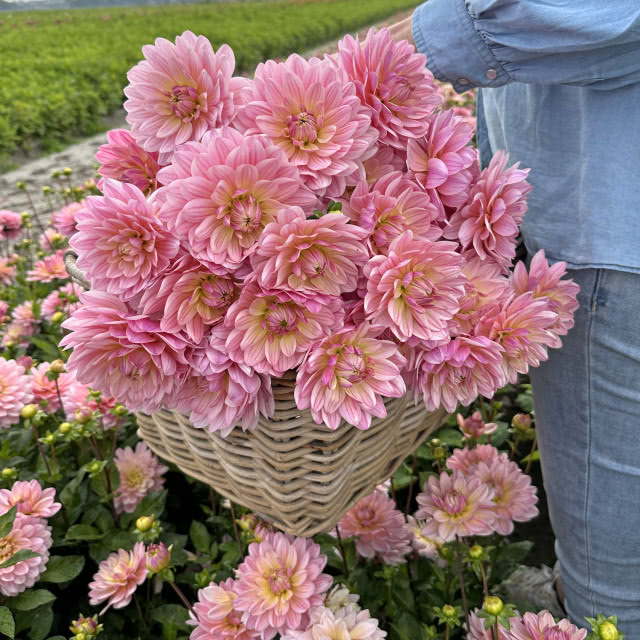 dalie bukiet do wazonu