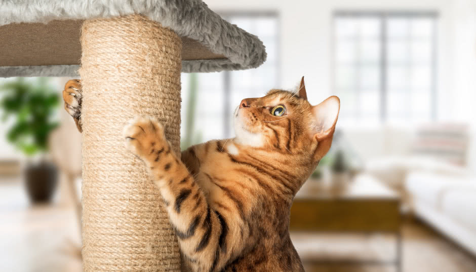 Wystarczą te proste sposoby, żeby ochronić meble przed psem i kotem. Poznaj je, a ocalisz kanapę, krzesła i stół!