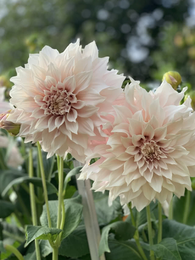 dalie piękne kwiaty w ogrodzie