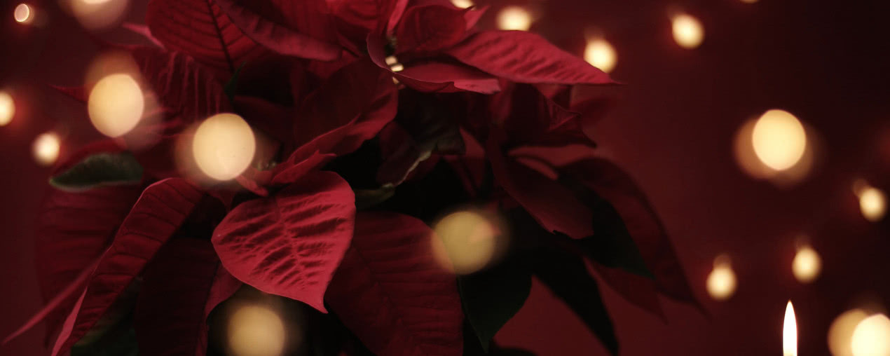 Bożonarodzeniowe kwiaty doniczkowe - jakie rośliny wybrać do przyozdobienia domu na święta?