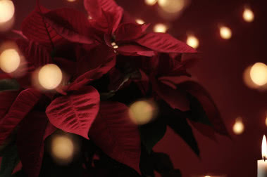Bożonarodzeniowe kwiaty doniczkowe - jakie rośliny wybrać do przyozdobienia domu na święta?