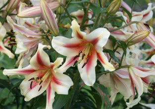 Lilie w doniczkach - jak je sadzić i pielęgnować