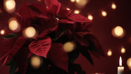 Bożonarodzeniowe kwiaty doniczkowe - jakie rośliny wybrać do przyozdobienia domu na święta?