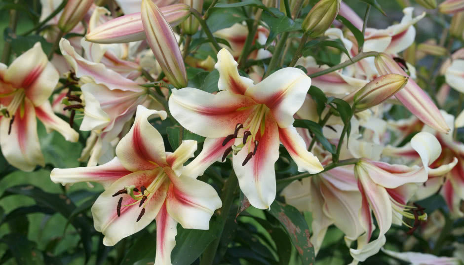 Lilie w doniczkach - jak je sadzić i pielęgnować