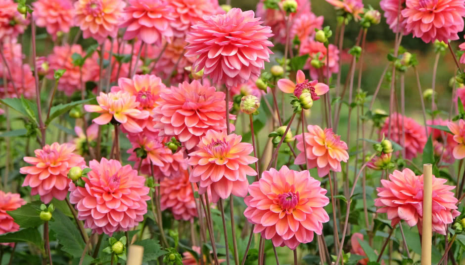 Kwiaty, które uzależniają pięknem. Jak dbać o dalie, by kwitły aż do jesieni