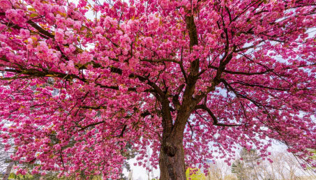 Wiśnia japońska - jak wygląda i kiedy kwitnie?