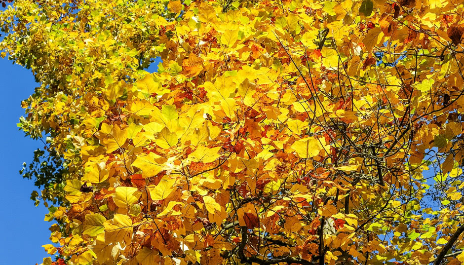 Tulipanowiec w ogrodzie - jak szybko rośnie i czy zakwitnie co roku?