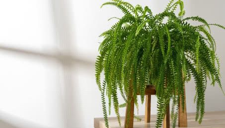 Nefrolepis (nie)zwykła paprotka - jak o nią dbać