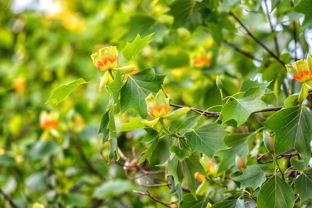 Tulipanowiec w ogrodzie - jak szybko rośnie i czy zakwitnie co roku?