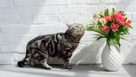 Rośliny trujące dla kota. Z czego lepiej zrezygnować w domowym ogrodzie?