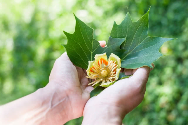 Tulipanowiec w ogrodzie - jak szybko rośnie i czy zakwitnie co roku?