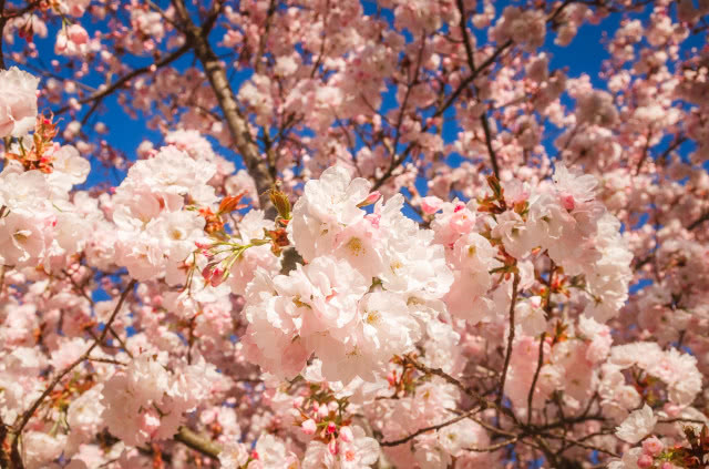 wiśnia japońska kwiaty