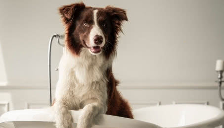 Miejsce do kąpieli dla psa - jak zaprojektować je we własnym domu?