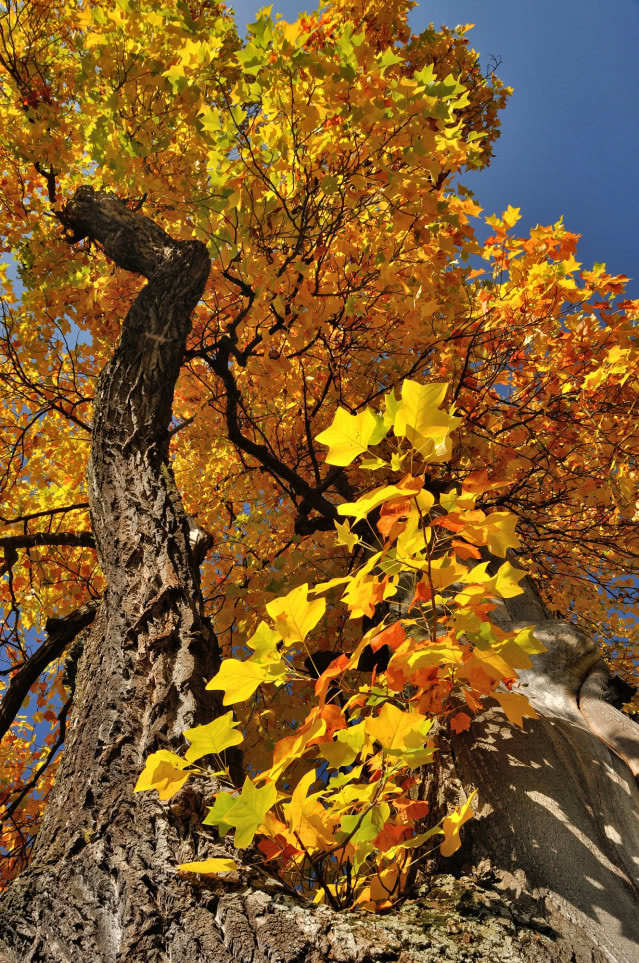 Tulipanowiec w ogrodzie - jak szybko rośnie i czy zakwitnie co roku?