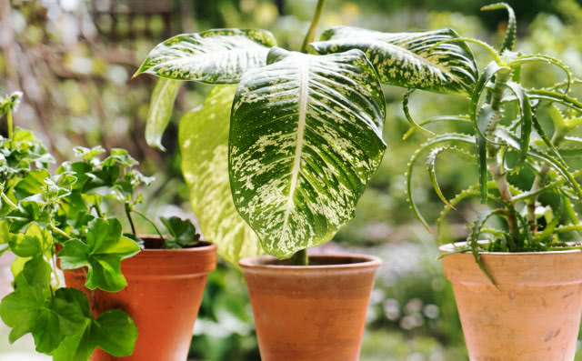 diffenbachia w doniczce liście