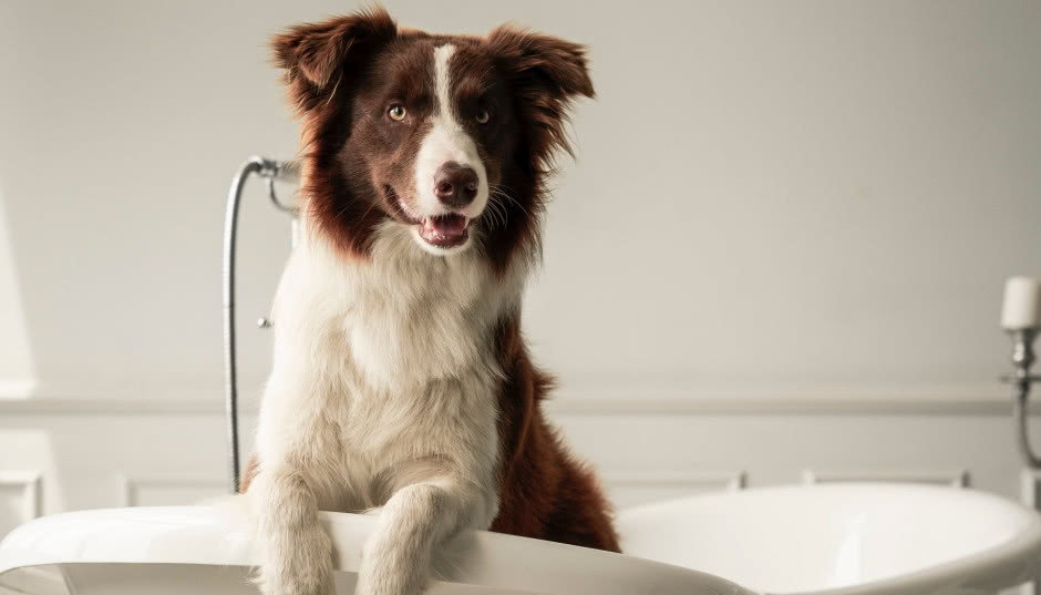 Miejsce do kąpieli dla psa - jak zaprojektować je we własnym domu?