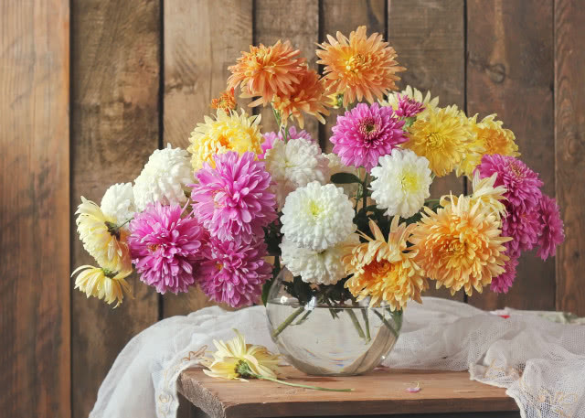 chryzantemy w wazonie
