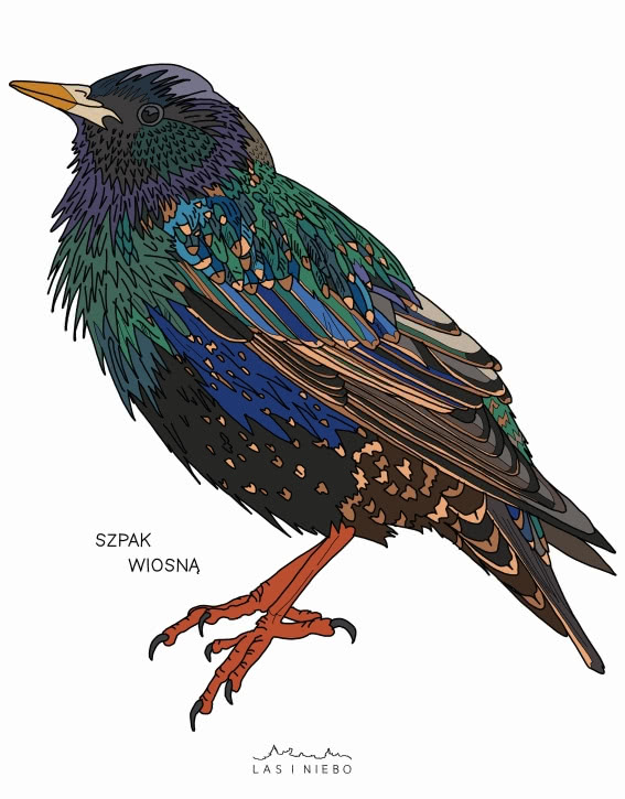 Skrzydlate stado 
"Halo! halo! Tutaj ptasie...