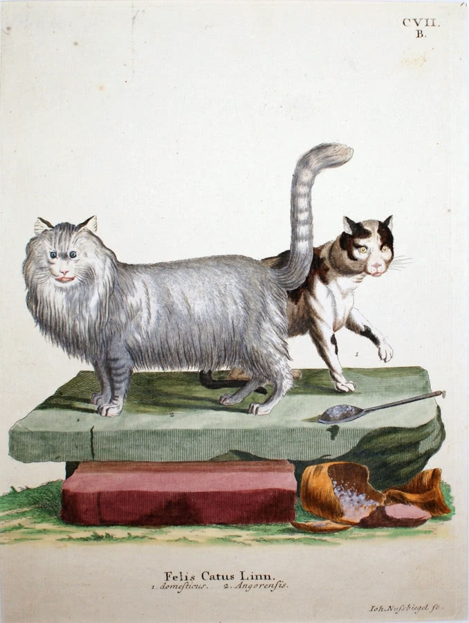 Felis Catus Linn. 1. Domesticus 2. Angorensis...