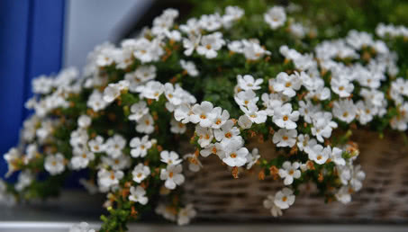 Wytrzymałe kwiaty na balkon. 8 roślin, które wiele zniosą i pozwolą Ci wyjechać na urlop!