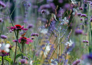 Inspiracje na ogród kwiatowy. Jak tworzyć kompozycje kwiatowe, które zrobią wrażenie