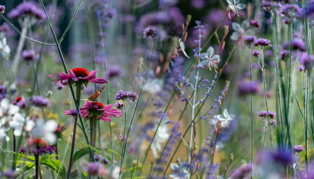 Inspiracje na ogród kwiatowy. Jak tworzyć kompozycje kwiatowe, które zrobią wrażenie