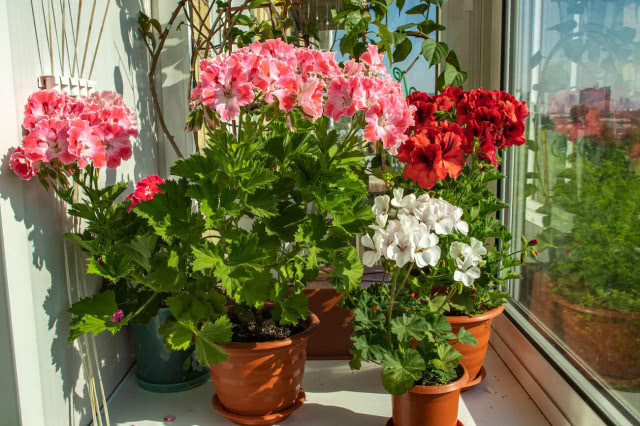 Pelargonie