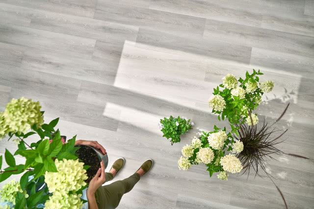 winylowe panele imitujące naturalne drewno, duże kwiaty w donicach