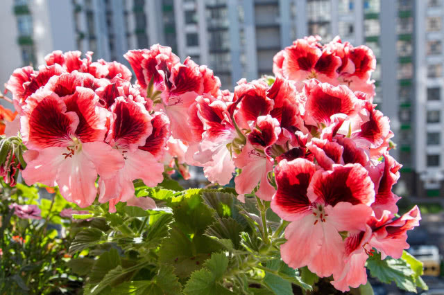Wytrzymałe kwiaty na balkon. 8 roślin, które wiele zniosą i pozwolą Ci wyjechać na urlop!