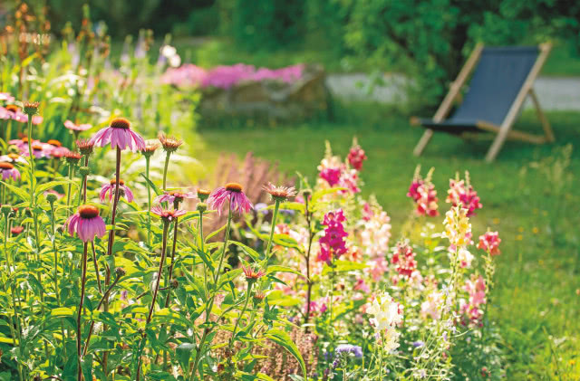 rudbekie na kwiatowej rabacie w ogrodzie