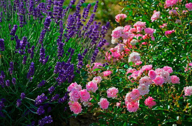 lawenda i różna w ogrodzie kwiatowym