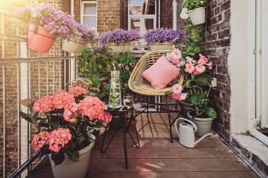 Jakie kwiaty na balkon?