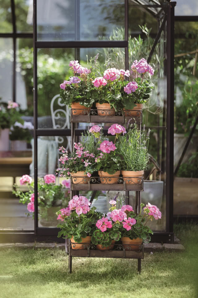 Ścianka z pelargonii, kwiaty w kolorze rózowym