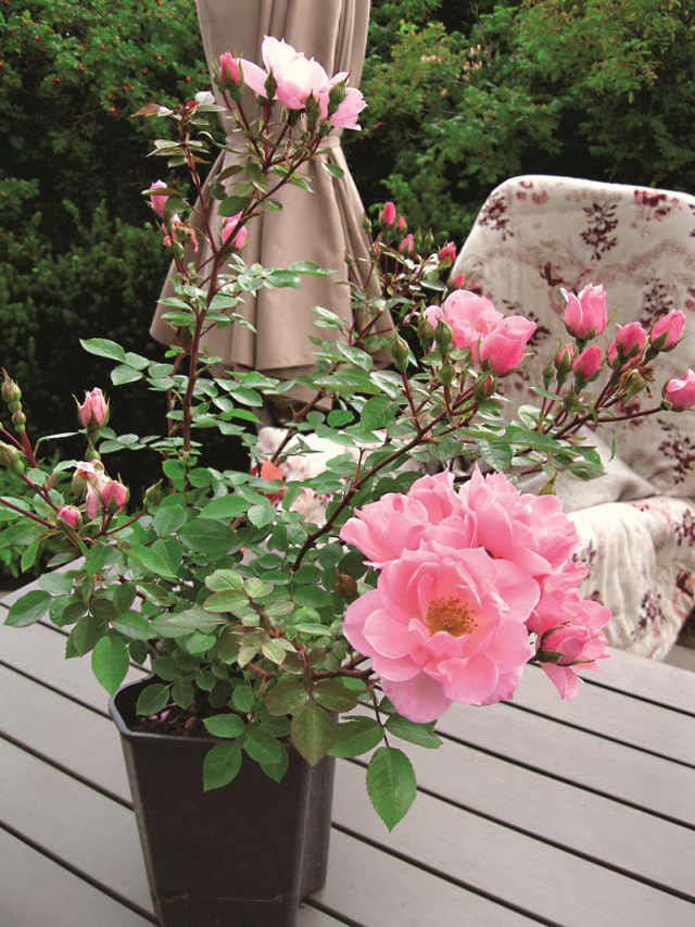 Róża na balkonie koloru różowego