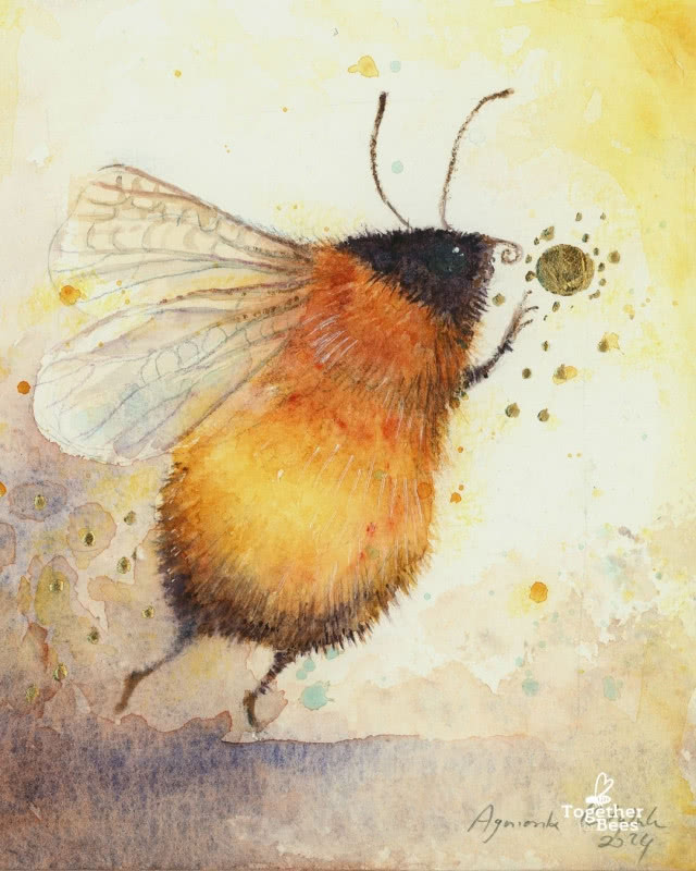 Agnieszka Kutylak-Hapanowicz pszczoła rysunek